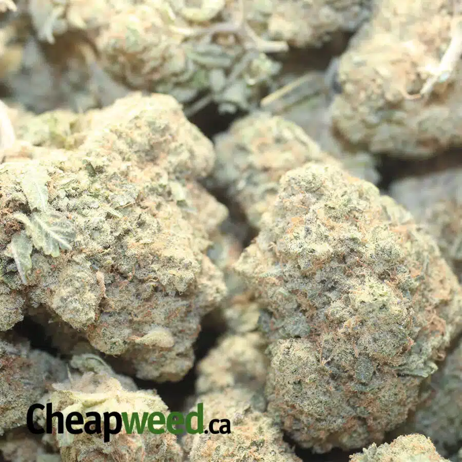 47 SUGAR COOKIES 1 I $47 Oz - Sugar Cookies