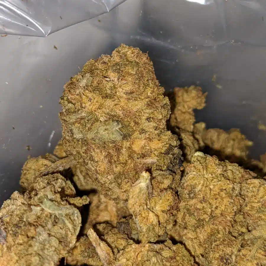 AA Cougar Piss 1 I Donkey Piss - Deal of the Day