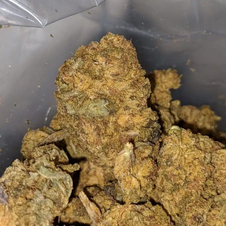 AA Cougar Piss 2 I Donkey Piss - Deal of the Day
