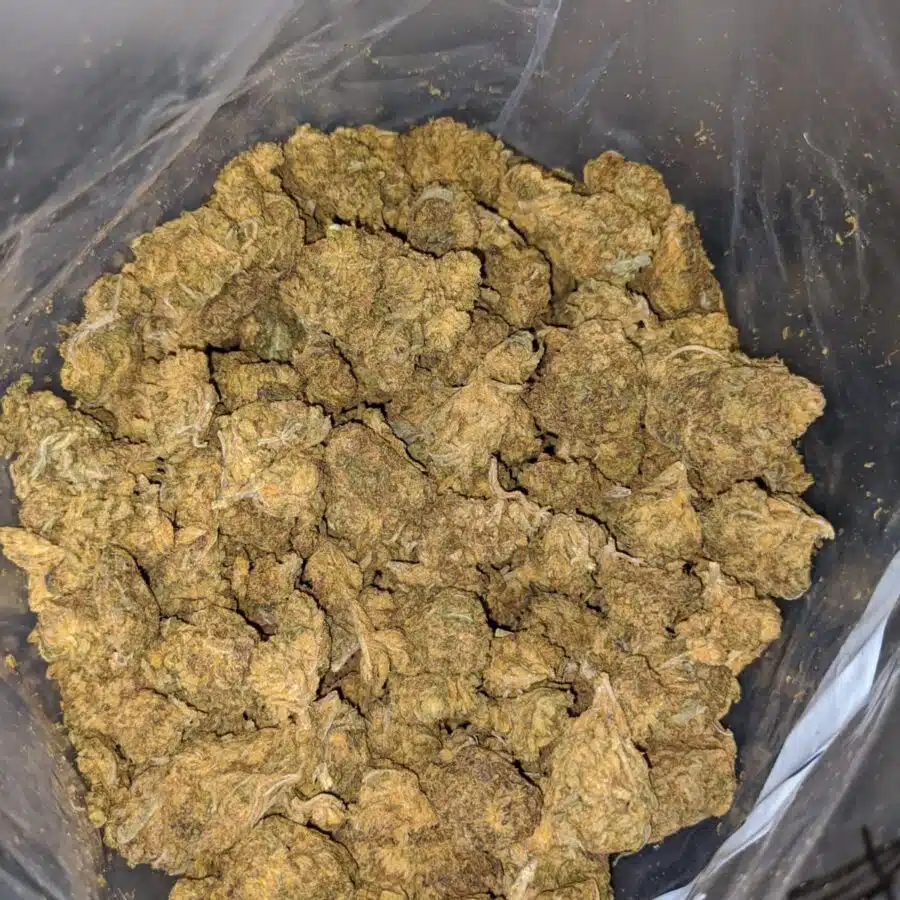 AA Cougar Piss 3 I Donkey Piss - Deal of the Day