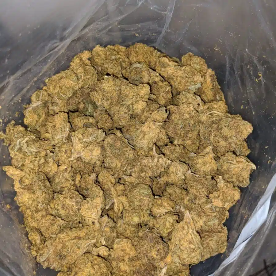 AA Cougar Piss 4 I Donkey Piss - Deal of the Day