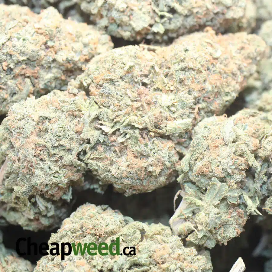 ANIMAL COOKIES 1 I Animal Cookies