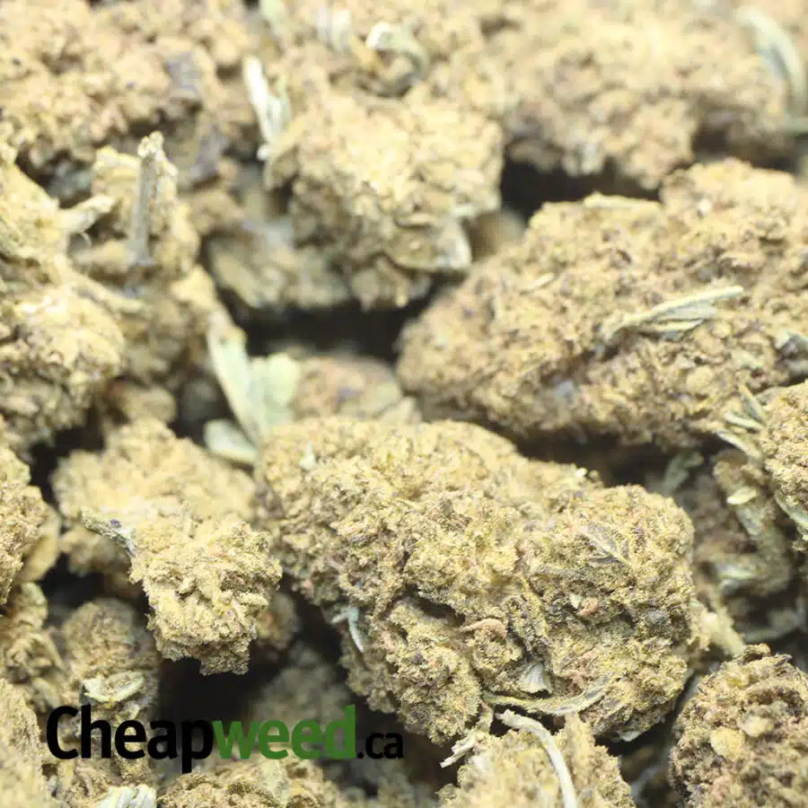 BLACK KUSH AA 1 I Black Kush AA+