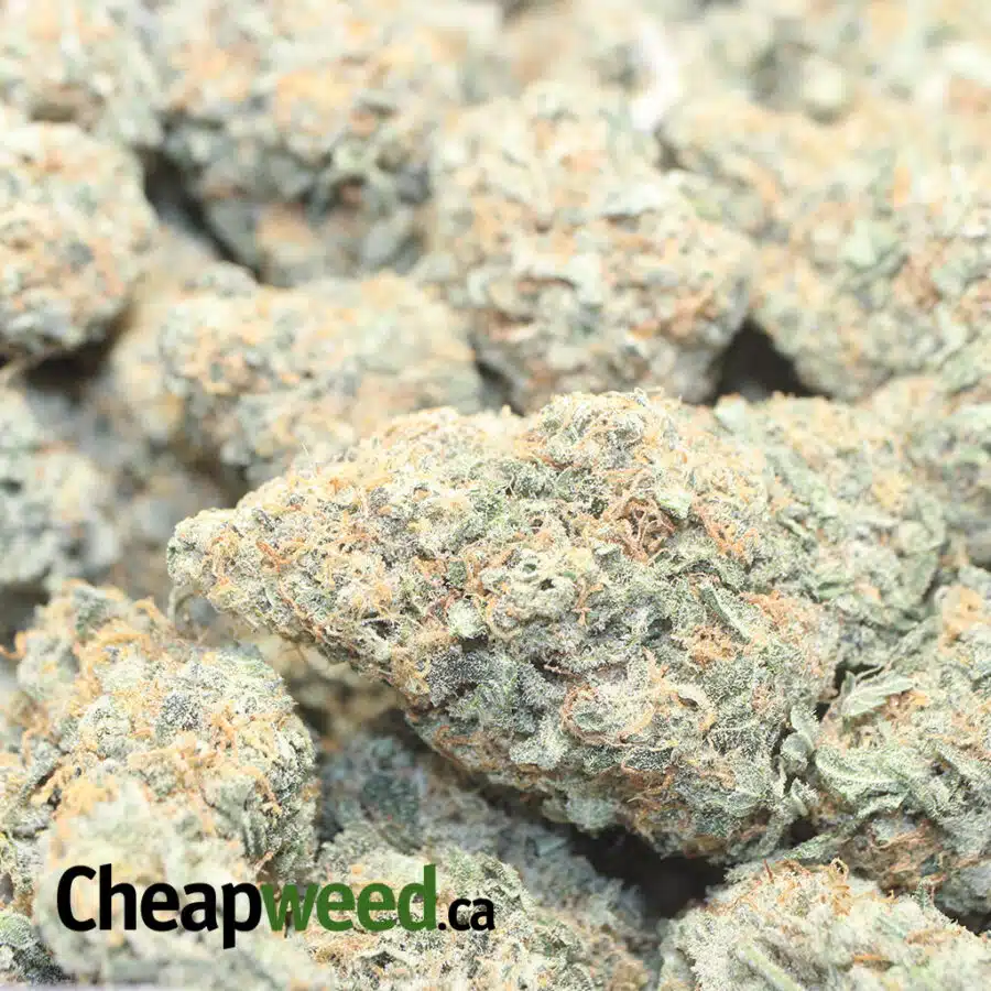 CHAMPAGNE KUSH 1 I Champagne Kush