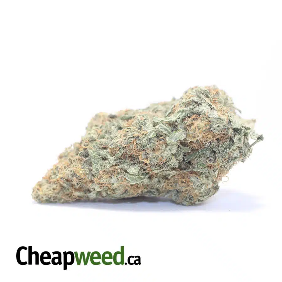 Champagne Kush