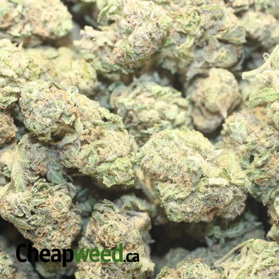 CRYSTAL COMA DOD 1 I Crystal Coma - *Deal Of The Day*