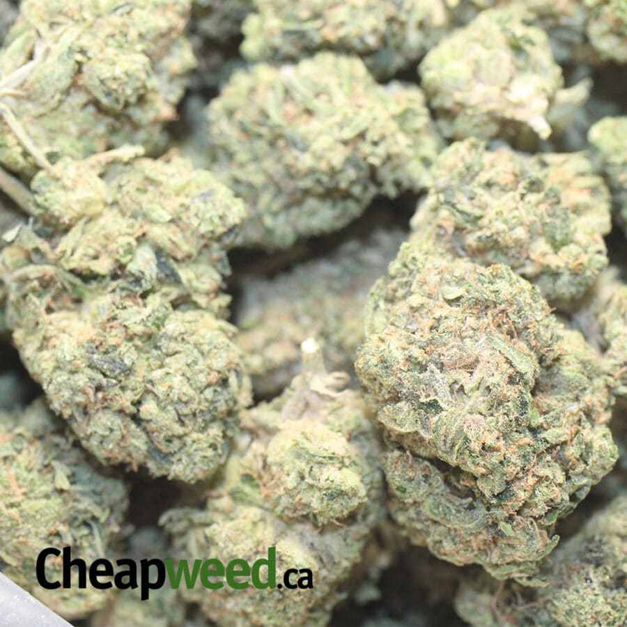 DB FLASH DEAL 1 I Death Bubba *FLASH DEAL*