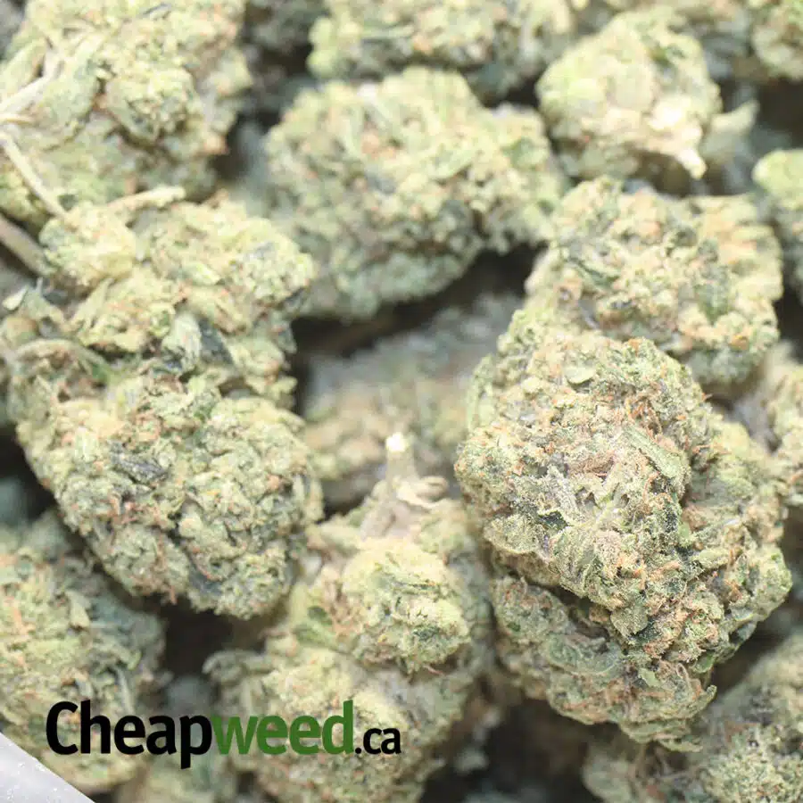 DB FLASH DEAL 1 I Death Bubba *FLASH DEAL*