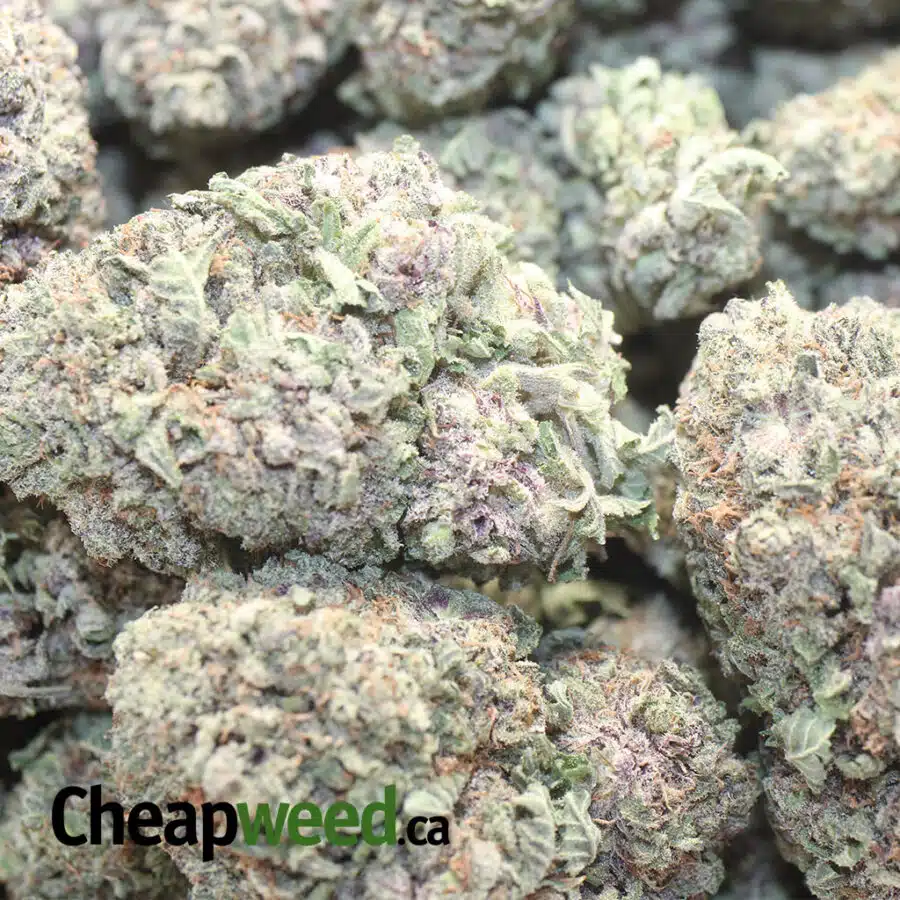 DURBAN POISON 1 I White Magic
