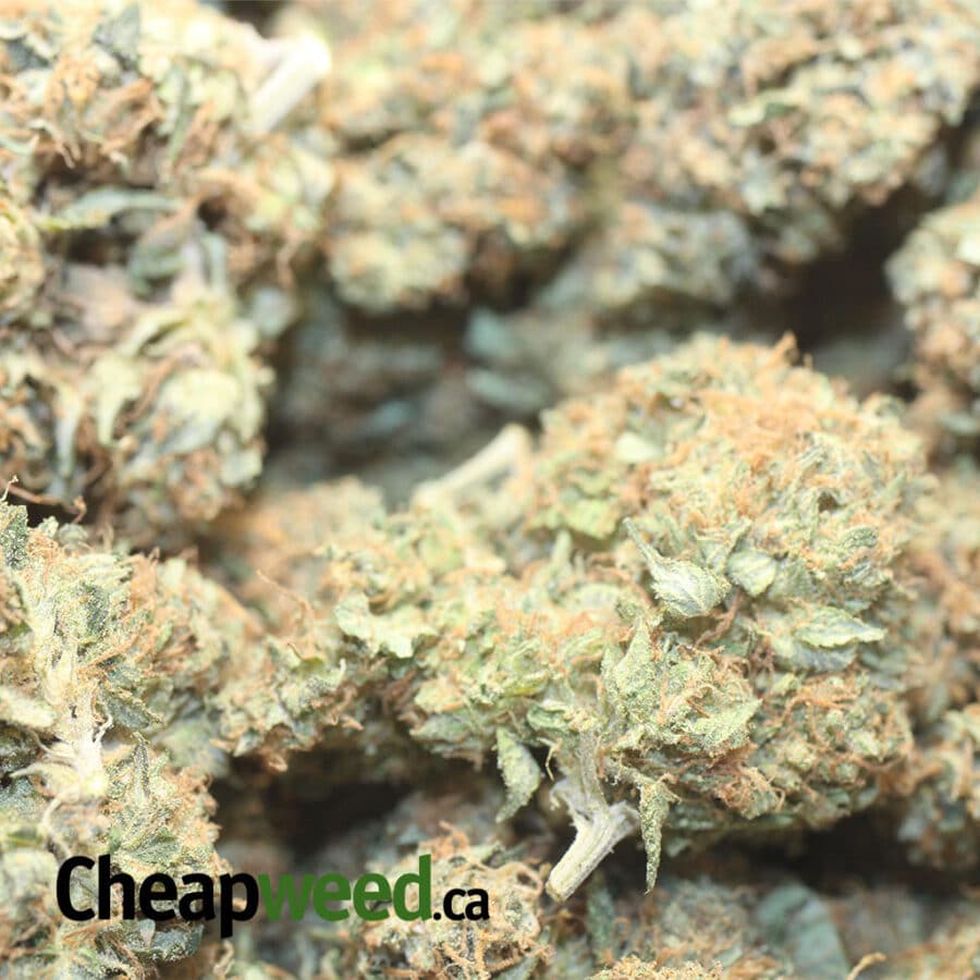 GENERAL OG KUSH 1 I General OG Kush