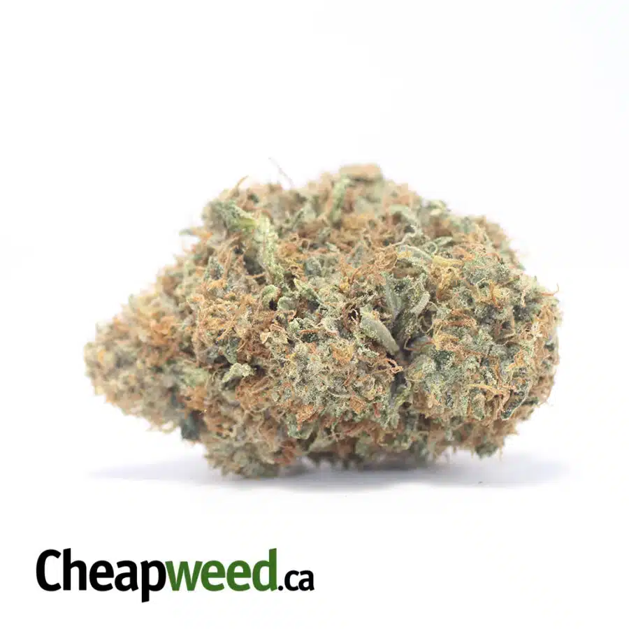 General OG Kush