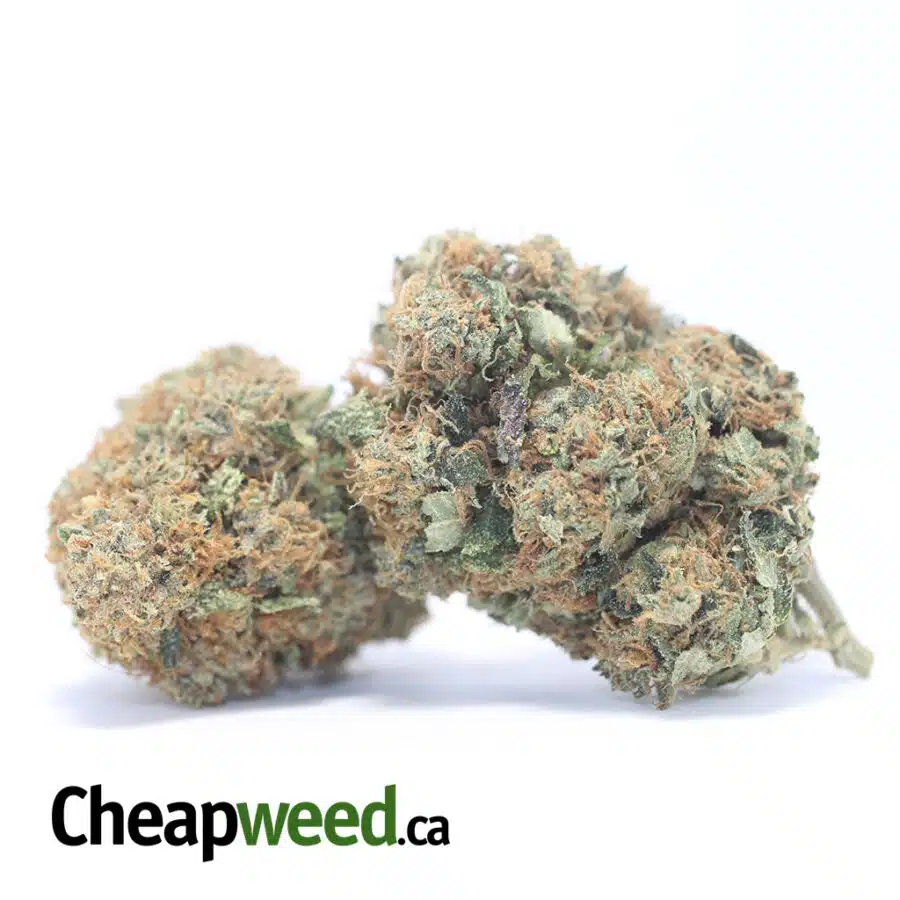GENERAL OG KUSH 3 I General OG Kush