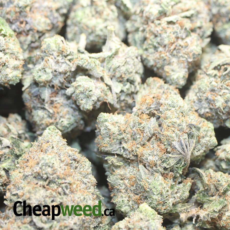 GF DB 3 I Green farms Death Bubba