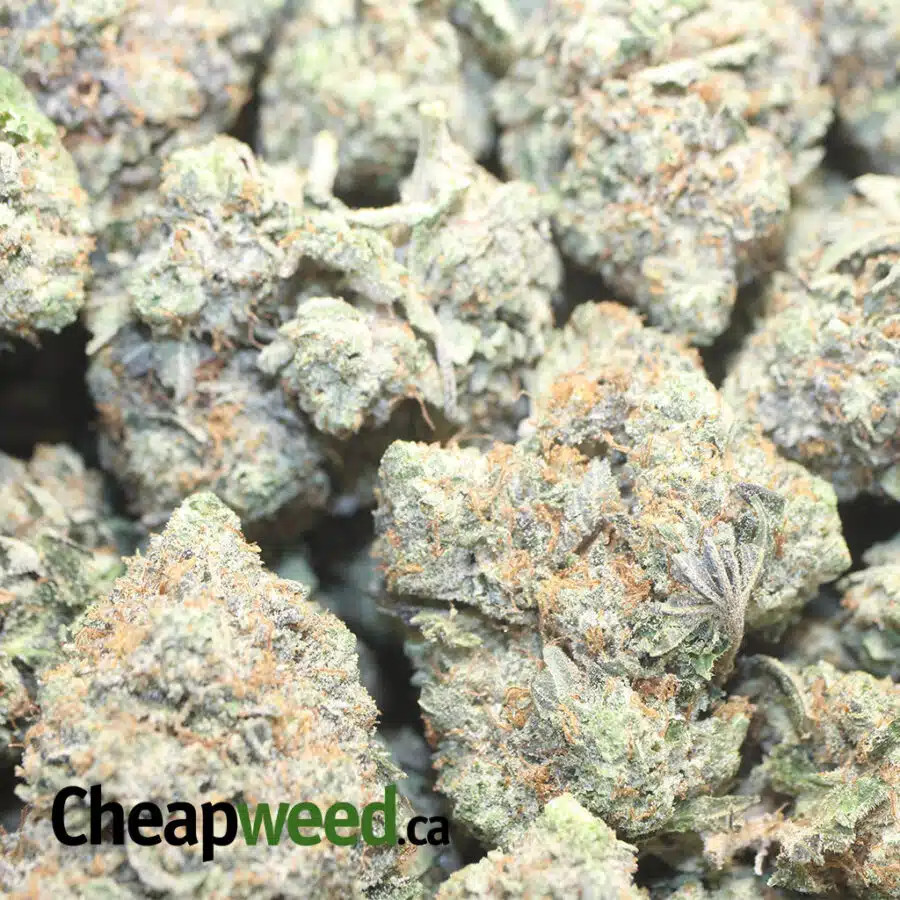 GF DB 3 I Green farms Death Bubba