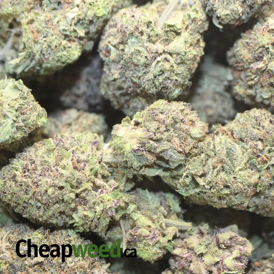 GF DP 1 I Greenfarm's Durban Poison