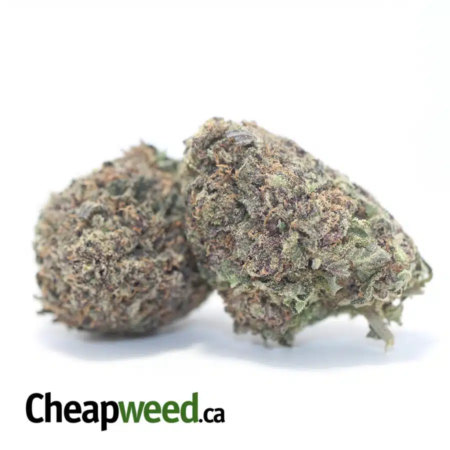 Alternative view of Greenfarm's Durban Poison