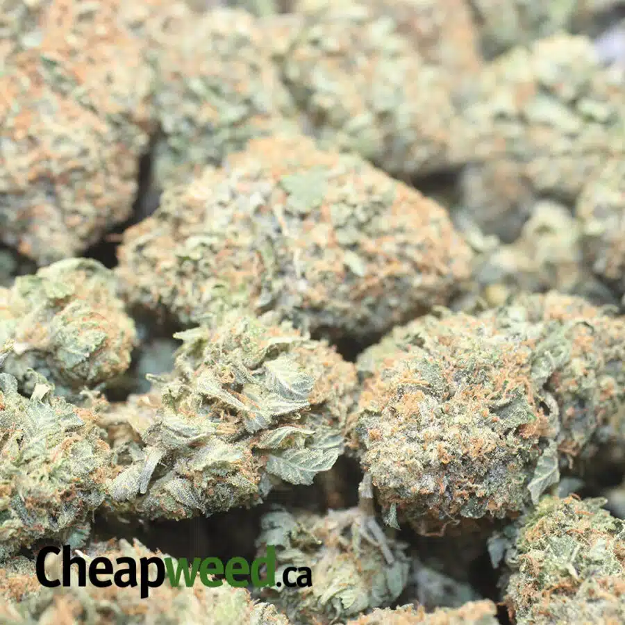 GOLDEN GOAT DOD 1 I Golden Goat - *Deal Of The Day*