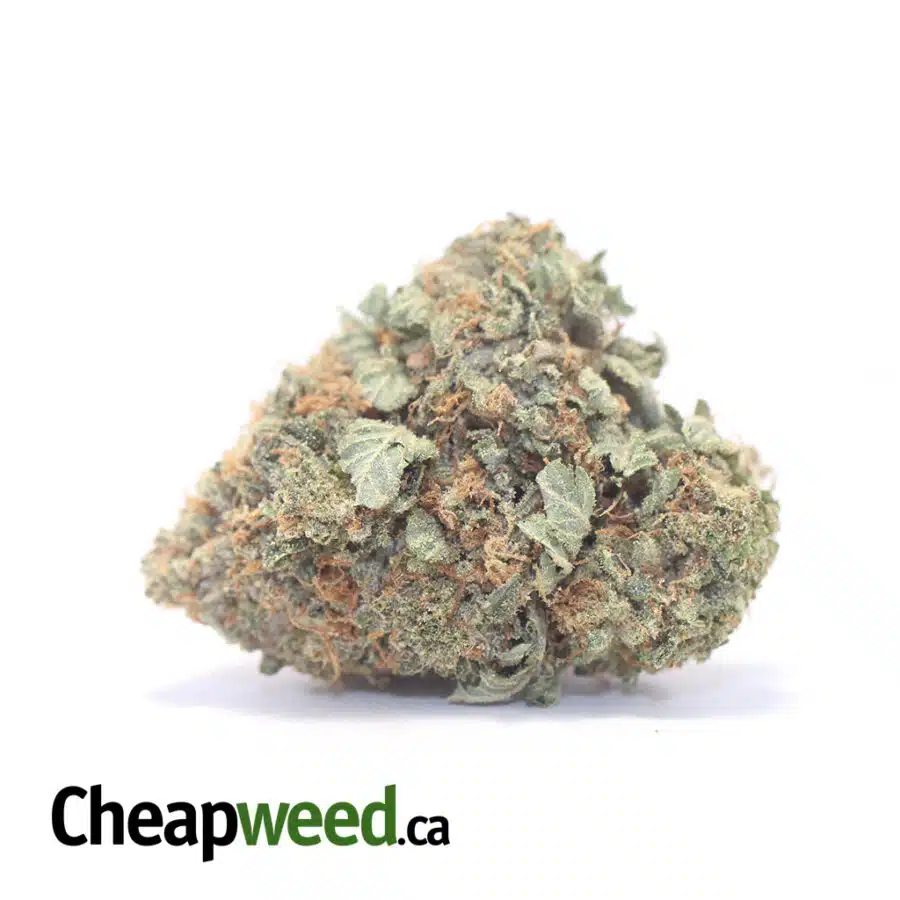 Golden Goat - *Deal Of The Day*