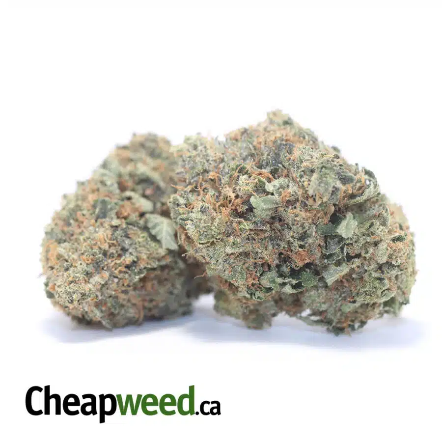 Alternative view of Golden Goat - *Deal Of The Day*