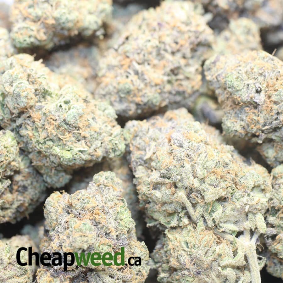 Grape Champagne - Image 3