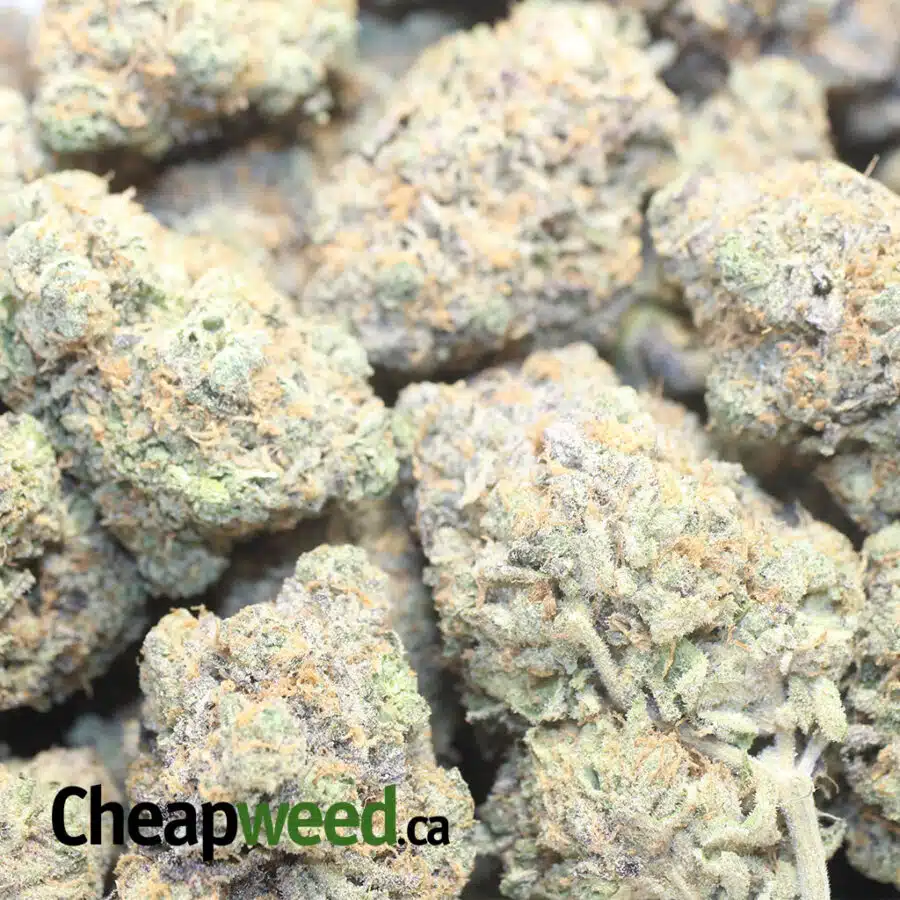 GRAPE CHAMPAGNE 3 I Grape Champagne
