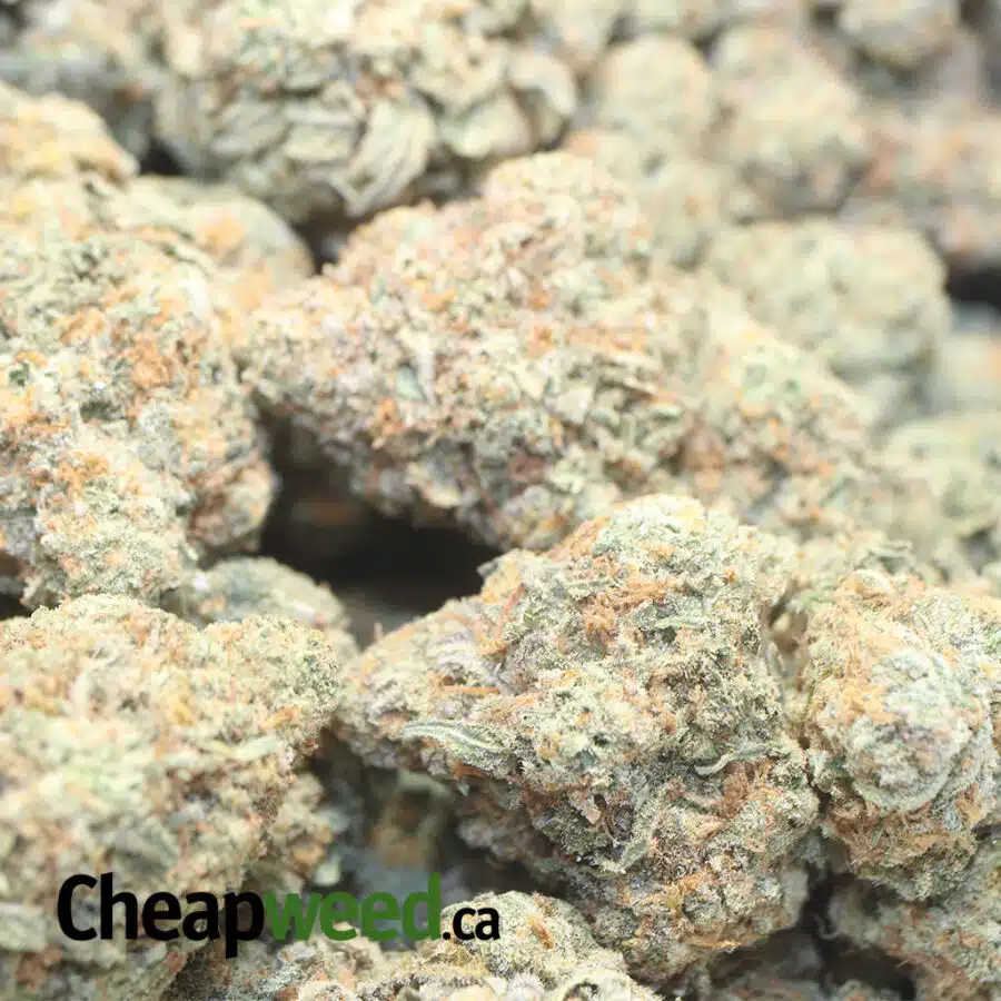 GREASEY FUNK 1 I Greasy Jetfuel