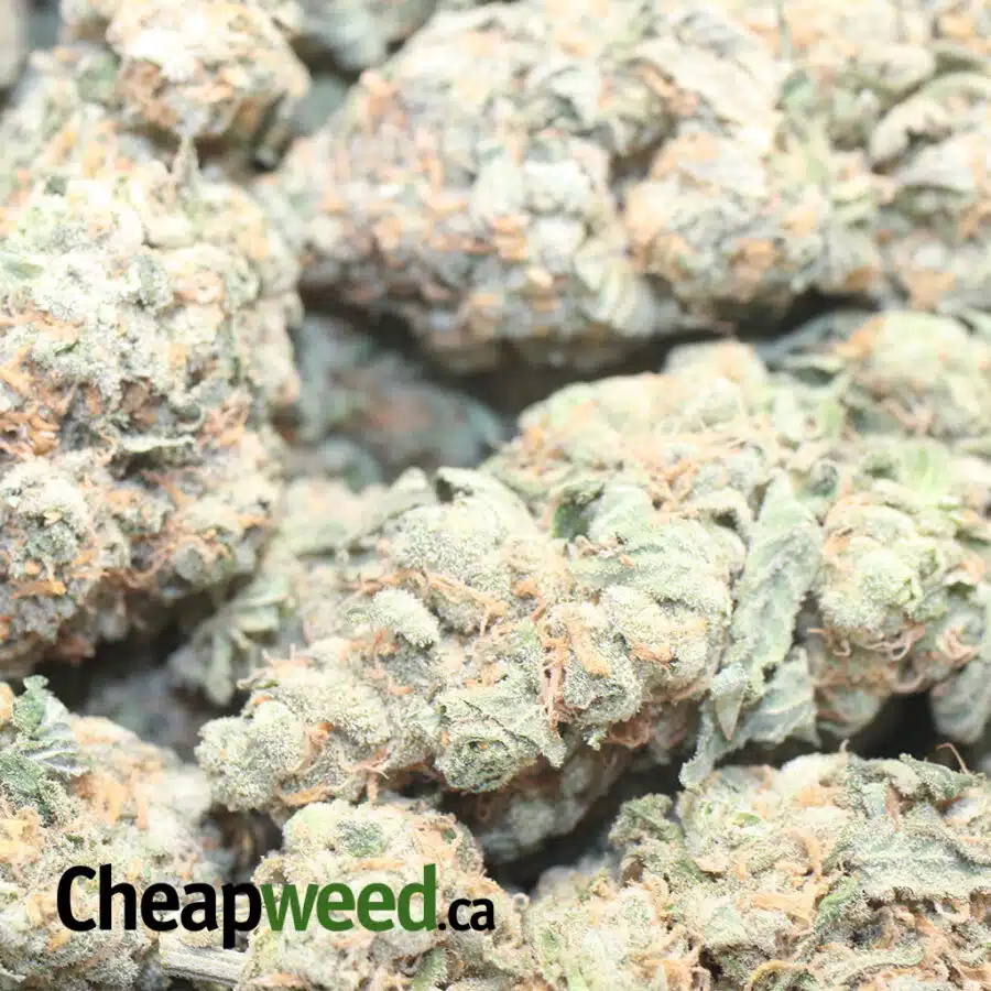 GUAVA CAKE 1 I $69 Oz - Guava Cake