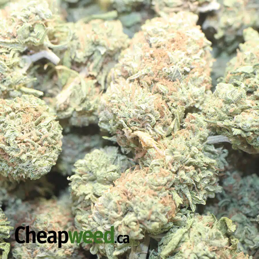 INCREDIBLE DOD 1 I Incredible - *Deal Of The Day*