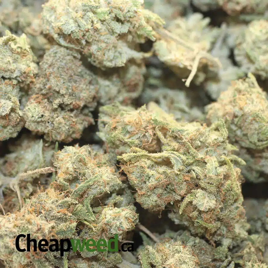 ISS DOD 1 I Island Sweet Skunk - *Deal Of The Day*