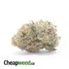 Island Sweet Skunk - *Deal Of The Day*