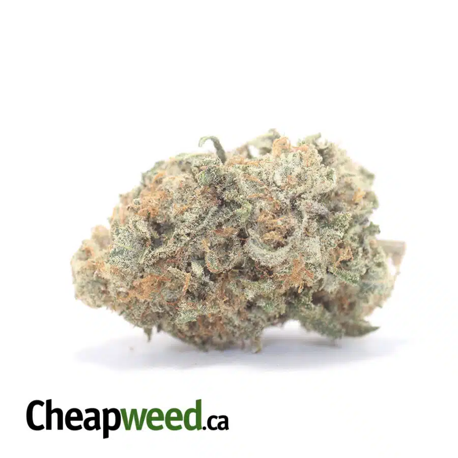 Island Sweet Skunk - *Deal Of The Day*
