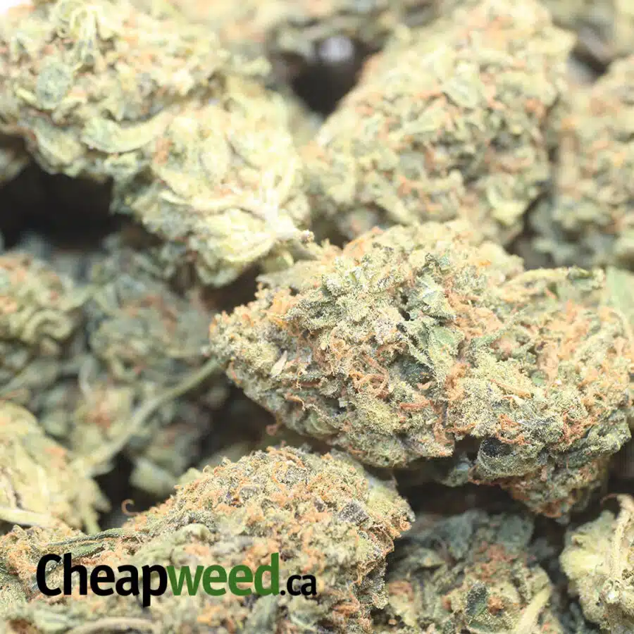 LA CON BS 1 I LA Confidential Bulk Special