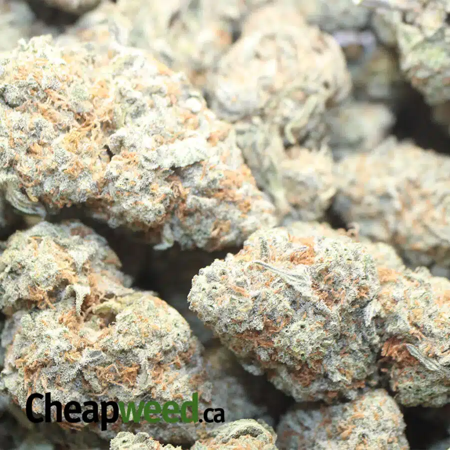 LEMON COUGH 1 I Lemon Cough