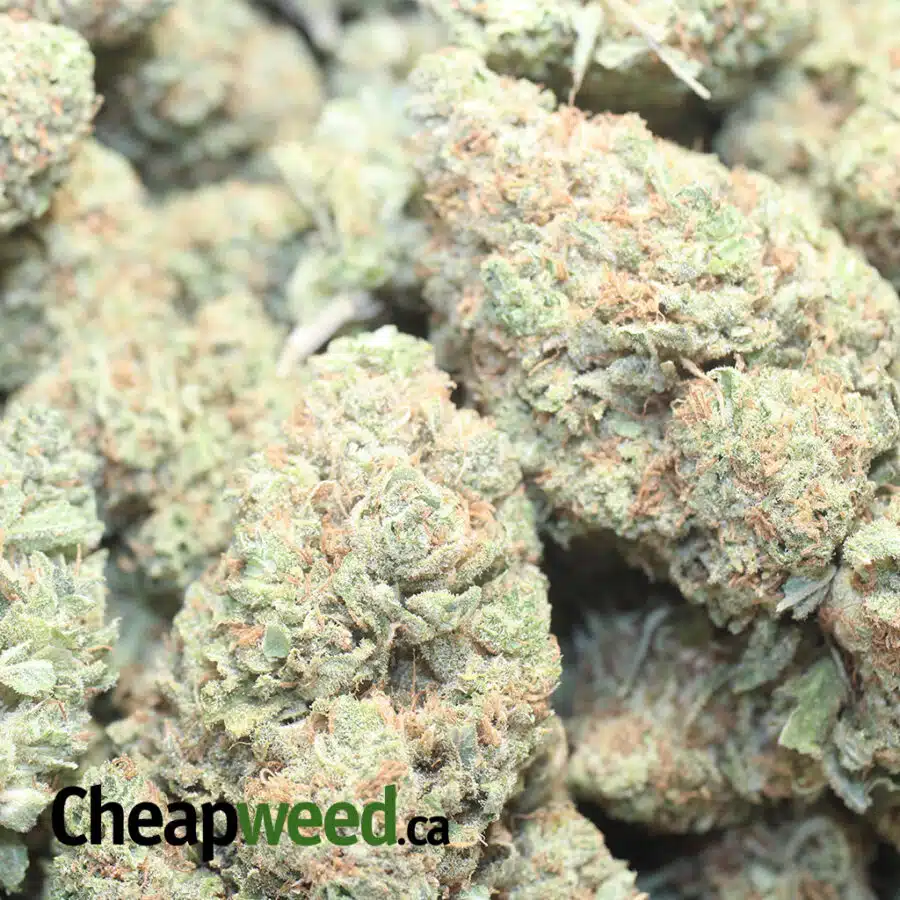 LEMON HAZE DOD 1 I Lemon Haze - *Deal Of The Day*