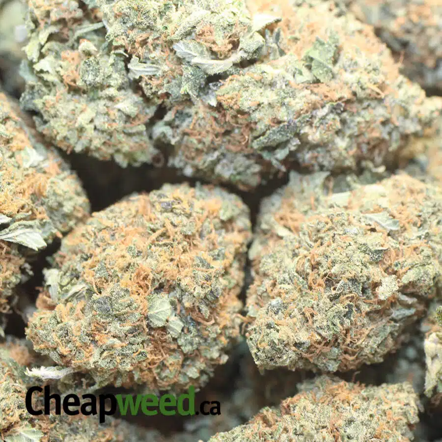 OG KUSH AAA 1 I Master OG