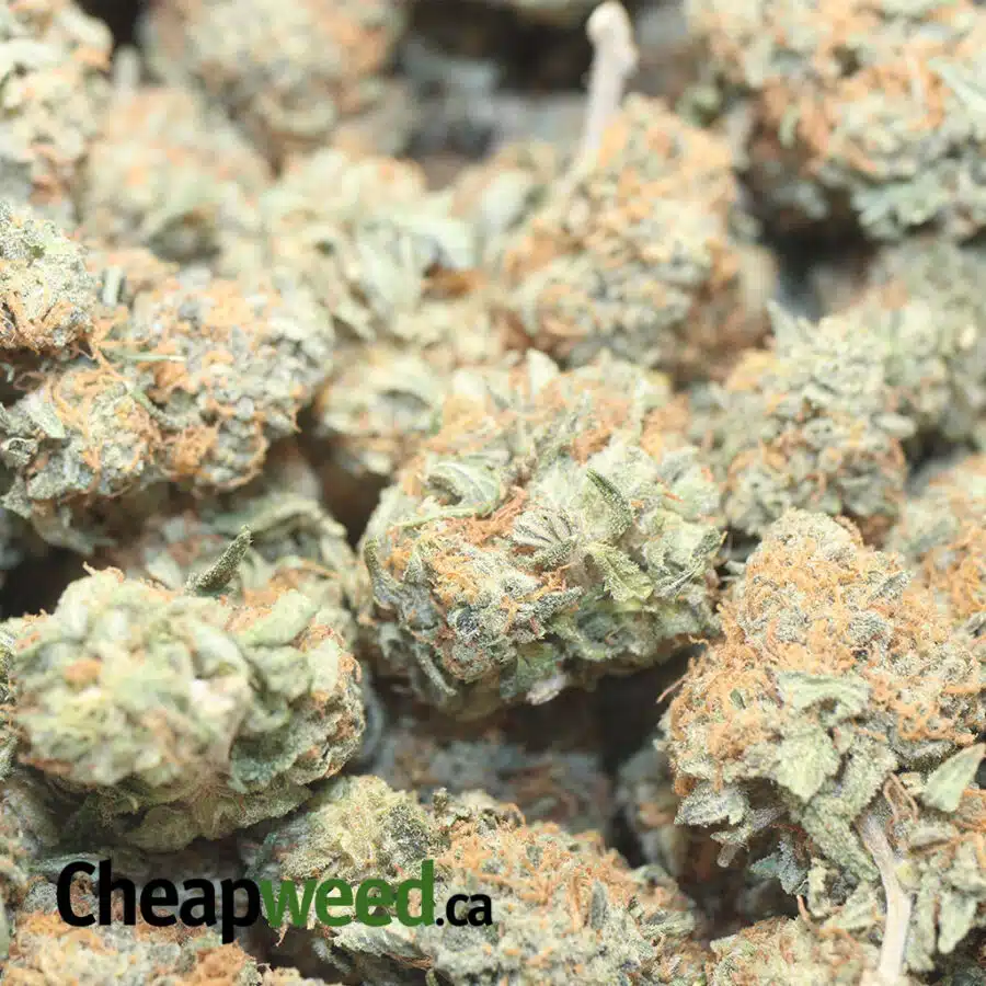 ORANGE CHEESE DOD 1 I Orange Cheese - *Deal Of The Day*