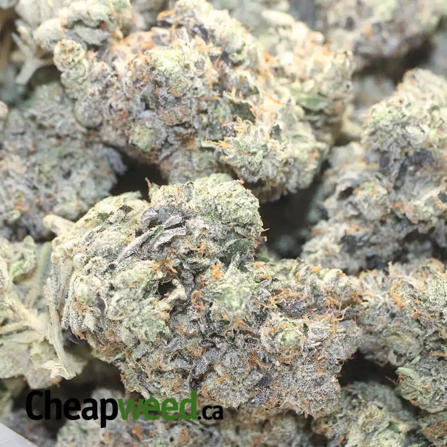 PINK STAR AAAA 1 I Pink Star AAAA+