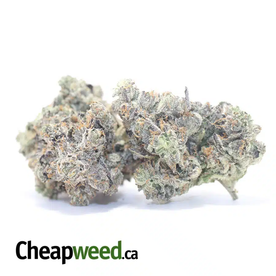 PINK STAR AAAA 3 I Pink Star AAAA+