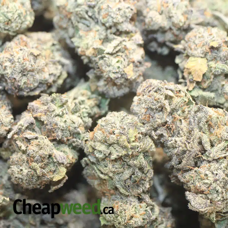 PURPLE DIESEL 1 I Purple Diesel