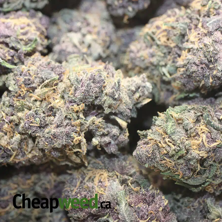 PURPLE HUCKLEBERRY 1 I Sweet Island Haze