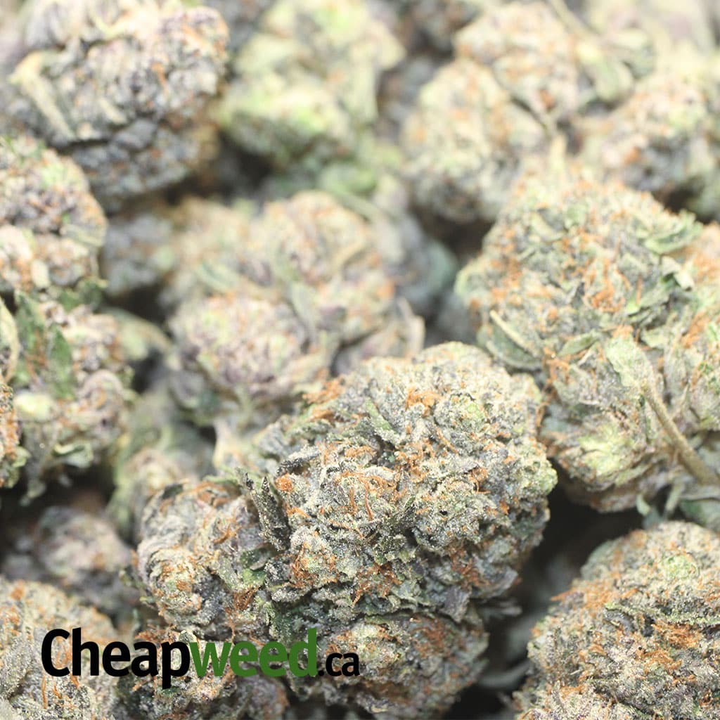 Purple Kush AAA+ - Image 3