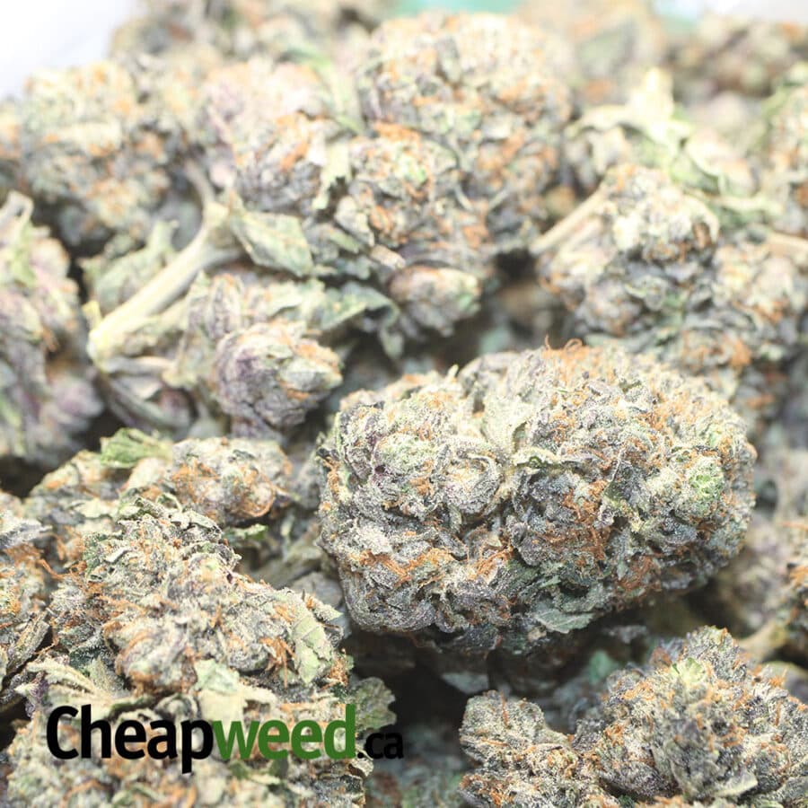 PURPLE RS 1 I Purple Rockstar