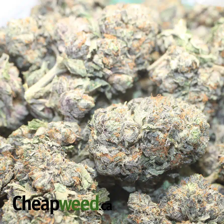 PURPLE RS 1 I Purple Rockstar