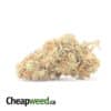 Red Congo - *Deal Of The Day*