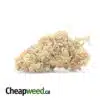 Red Congo - *Deal Of The Day*