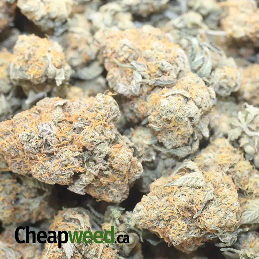 RED CONGO DOD 1 I Red Congo - *Deal of the Day*