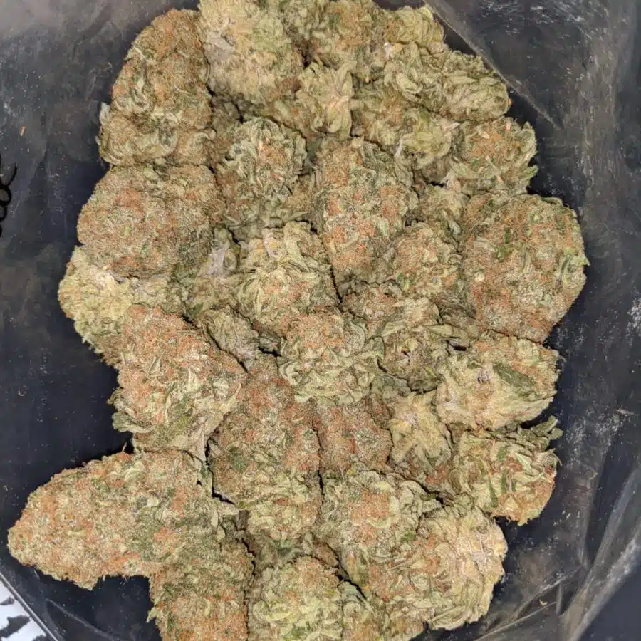 SWEET CHEESE 1 I Sweet Cheese