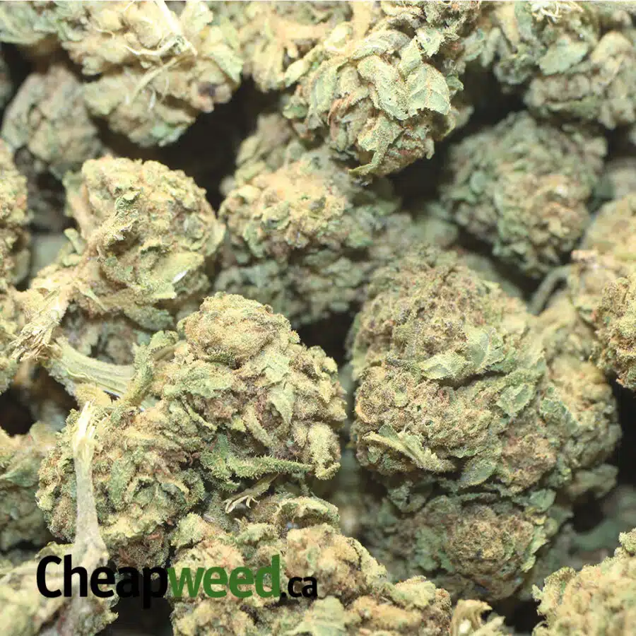SWEET KUSH AA 1 I Sweet Kush AA+