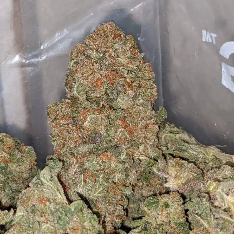 SWEET OCTANE 1 I Fruit Cake