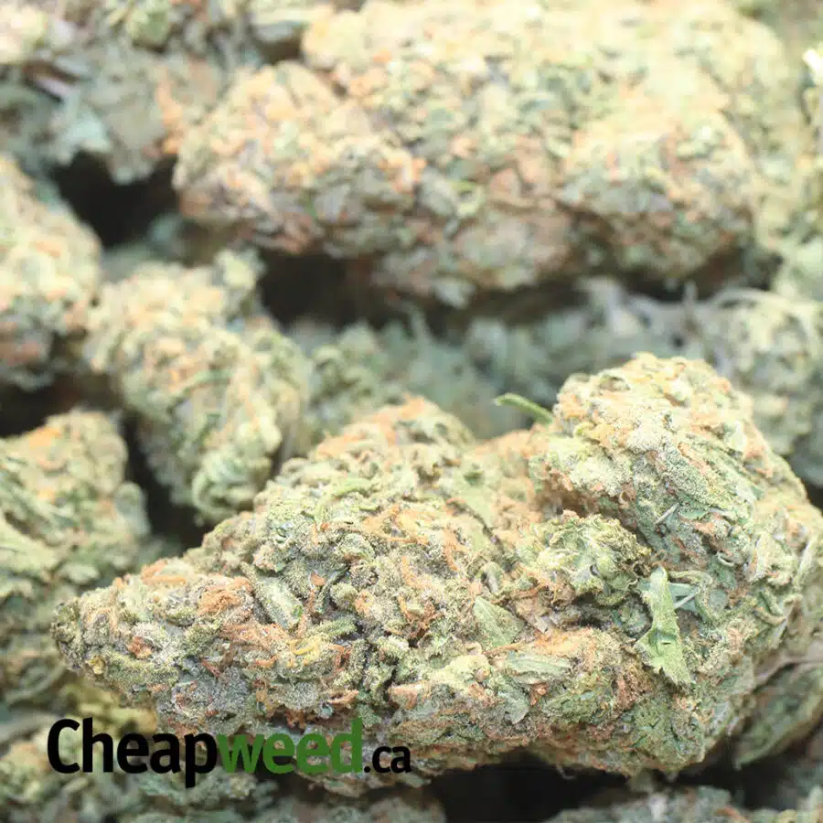 TONY NUKEN 3 I White Nuken